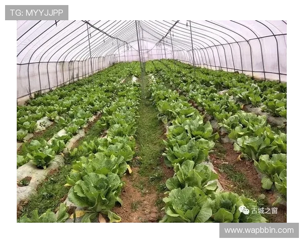 宝盈公司在环境保护与绿色游戏开发中的具体行动与成效